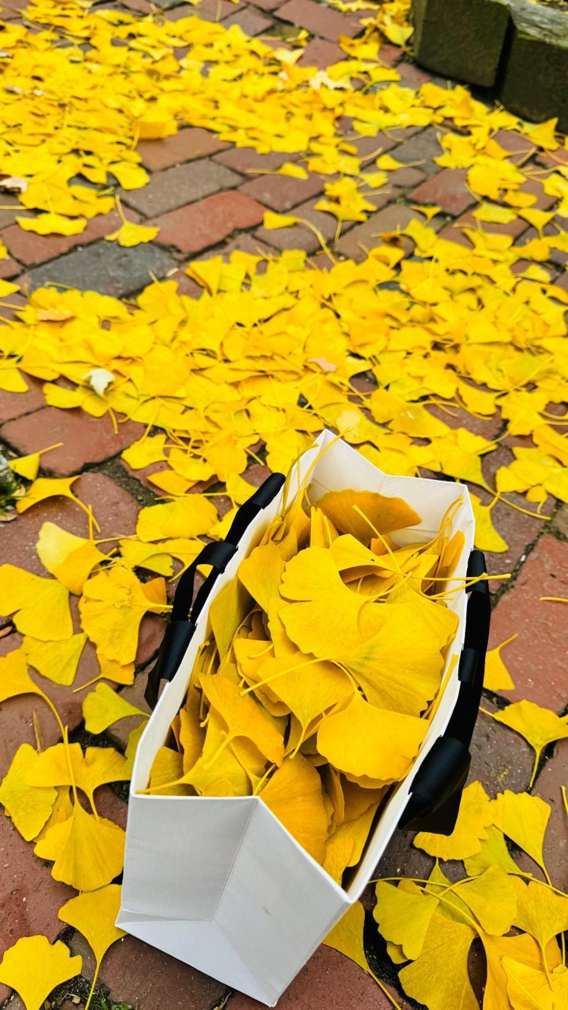 Ginkgo House On Harvard Cambridge Eksteriør bilde